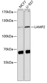 LAMP2 Rabbit Polyclonal Antibody - image 1