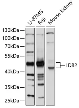 LDB2 Rabbit Polyclonal Antibody - image 1
