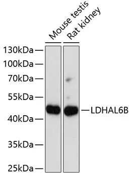 LDHAL6B Rabbit Polyclonal Antibody - image 1