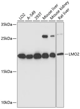 LMO2 Rabbit Polyclonal Antibody - image 1
