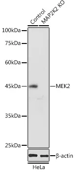 MEK2 (MAP2K2) Rabbit Polyclonal Antibody - image 1