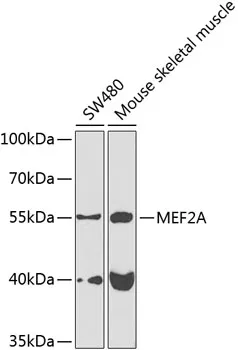 MEF2A Rabbit Polyclonal Antibody - image 1