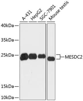 MESD Rabbit Polyclonal Antibody - image 1