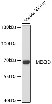 MEX3D Rabbit Polyclonal Antibody - image 1