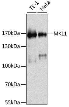 MRTFA Rabbit Polyclonal Antibody - image 1