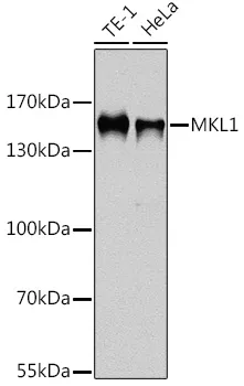 MRTFA Rabbit Polyclonal Antibody - image 1