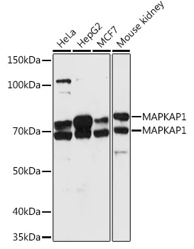 SIN1 (MAPKAP1) Rabbit Polyclonal Antibody - image 1