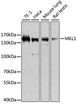 MRTFA Rabbit Polyclonal Antibody - image 1