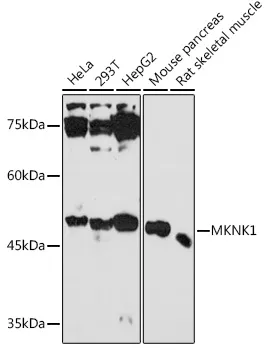 MNK1 (MKNK1) Rabbit Polyclonal Antibody - image 1