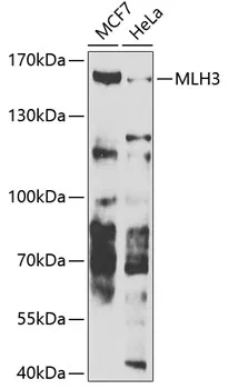 MLH3 Rabbit Polyclonal Antibody - image 1