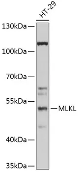 Mlkl Rabbit Polyclonal Antibody - image 1