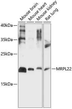 MRPL22 Rabbit Polyclonal Antibody - image 1