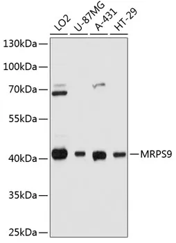 MRPS9 Rabbit Polyclonal Antibody - image 1