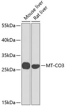 COX3 Rabbit Polyclonal Antibody - image 1