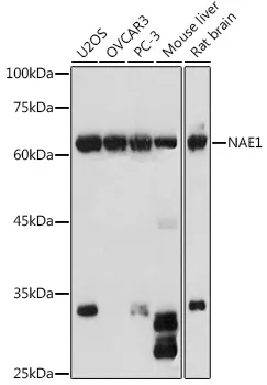 APPBP1 (NAE1) Rabbit Polyclonal Antibody - image 1