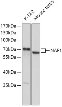 NAF1 Rabbit Polyclonal Antibody - image 1