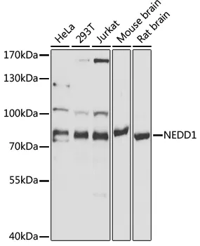 NEDD1 Rabbit Polyclonal Antibody - image 1