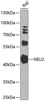 NEU2 Rabbit Polyclonal Antibody - image 1