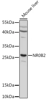 NR0B2 Rabbit Polyclonal Antibody - image 1
