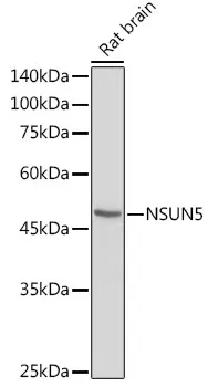 NSUN5 Rabbit Polyclonal Antibody - image 1