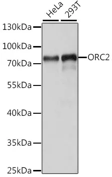 ORC2 Rabbit Polyclonal Antibody - image 1