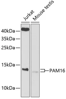 PAM16 Rabbit Polyclonal Antibody - image 1