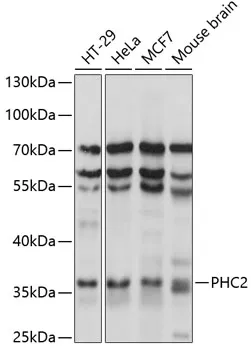 PHC2 Rabbit Polyclonal Antibody - image 1