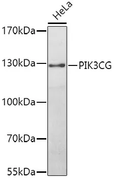 PI 3 Kinase catalytic subunit gamma (PIK3CG) Rabbit Polyclonal Antibody - image 1