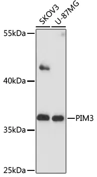 PIM3 Rabbit Polyclonal Antibody - image 1