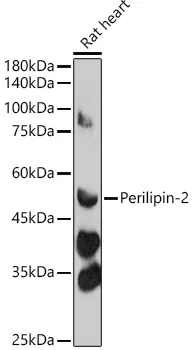 ADFP (PLIN2) Rabbit Polyclonal Antibody - image 1