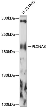 Plexin A3 (PLXNA3) Rabbit Polyclonal Antibody - image 1