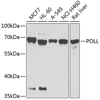 DNA Polymerase lambda (POLL) Rabbit Polyclonal Antibody - image 1