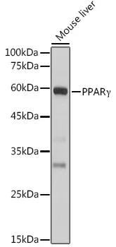 PPAR gamma (PPARG) Rabbit Polyclonal Antibody - image 1