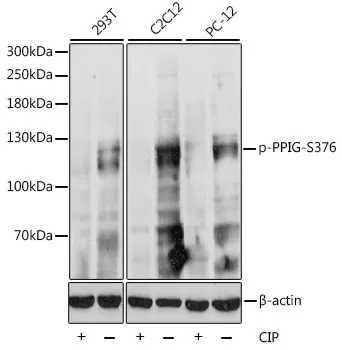 PPIG Rabbit Polyclonal Antibody - image 1