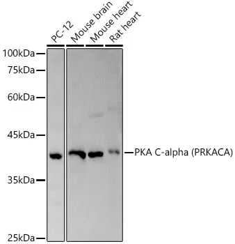 PRKACA Rabbit Polyclonal Antibody - image 1