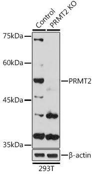 PRMT2 Rabbit Polyclonal Antibody - image 1