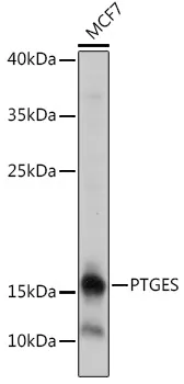 Prostaglandin E Synthase (PTGES) Rabbit Polyclonal Antibody - image 1