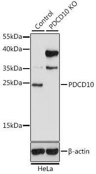 PDCD10 Rabbit Polyclonal Antibody - image 1