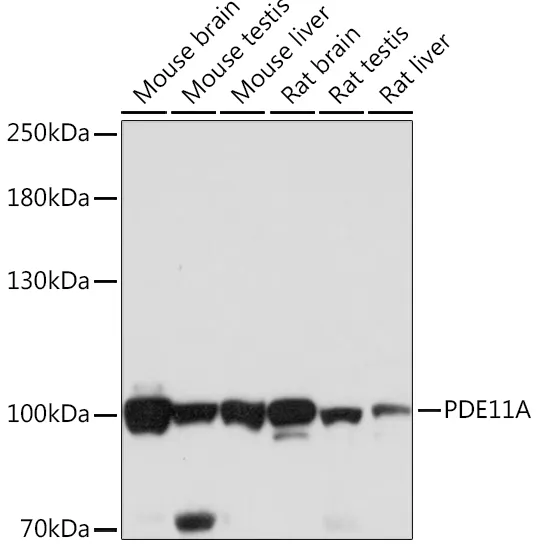 PDE11A Rabbit Polyclonal Antibody - image 1