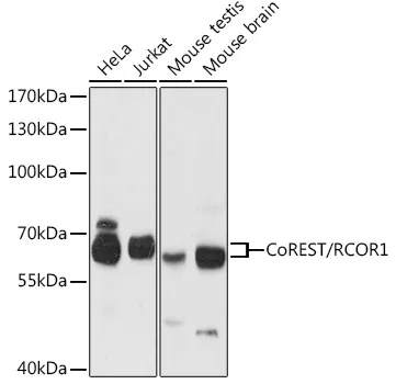 CoREST (RCOR1) Rabbit Polyclonal Antibody - image 1