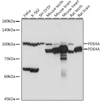 PDE4A Rabbit Polyclonal Antibody - image 1