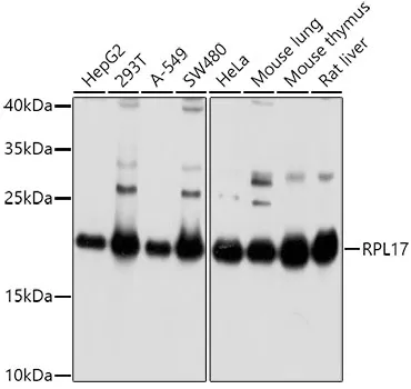 RPL17 Rabbit Polyclonal Antibody - image 1