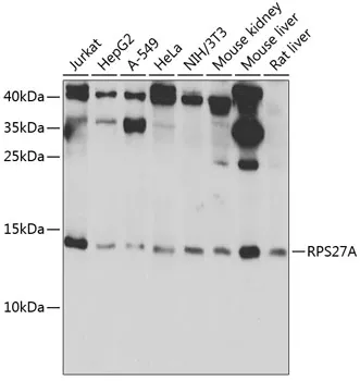 RPS27A Rabbit Polyclonal Antibody - image 1