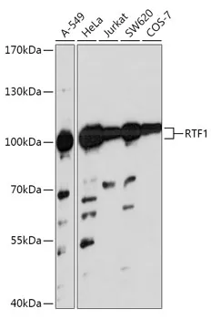 RTF1 Rabbit Polyclonal Antibody - image 1