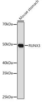 RUNX3 Rabbit Polyclonal Antibody - image 1