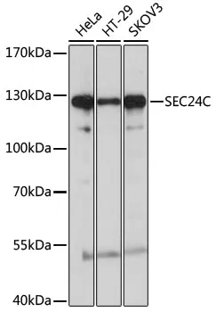 SEC24C Rabbit Polyclonal Antibody - image 1