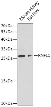 RNF11 Rabbit Polyclonal Antibody - image 1