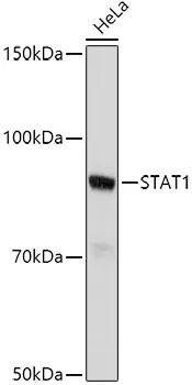 STAT1 Rabbit Polyclonal Antibody - image 1