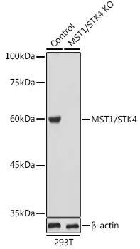MST1 (STK4) Rabbit Polyclonal Antibody - image 1