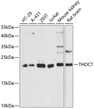 THOC7 Rabbit Polyclonal Antibody - image 1